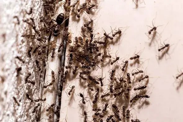 Ants