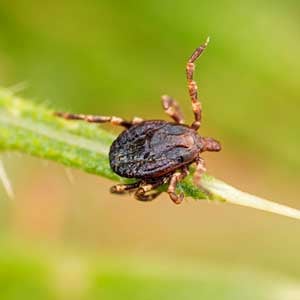 farrow_pest05